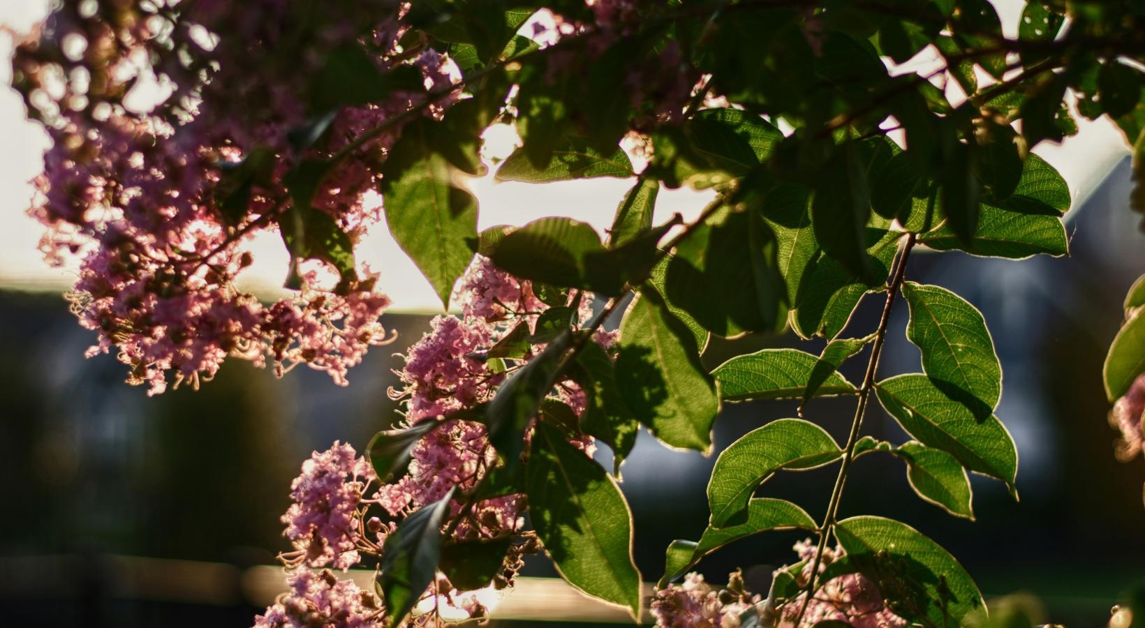 Settle into comfort at Exchange at Rock Hill Apartments a close up of a tree with purple flowers
