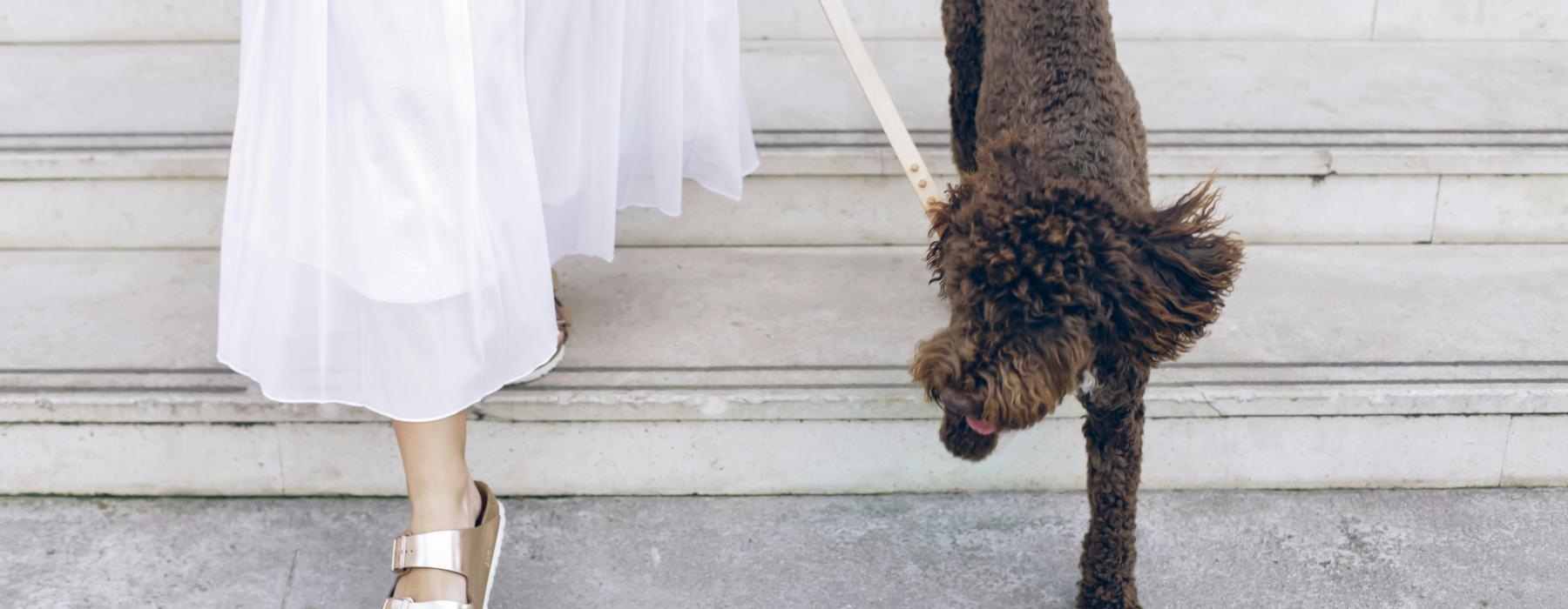 a dog being walked by a person