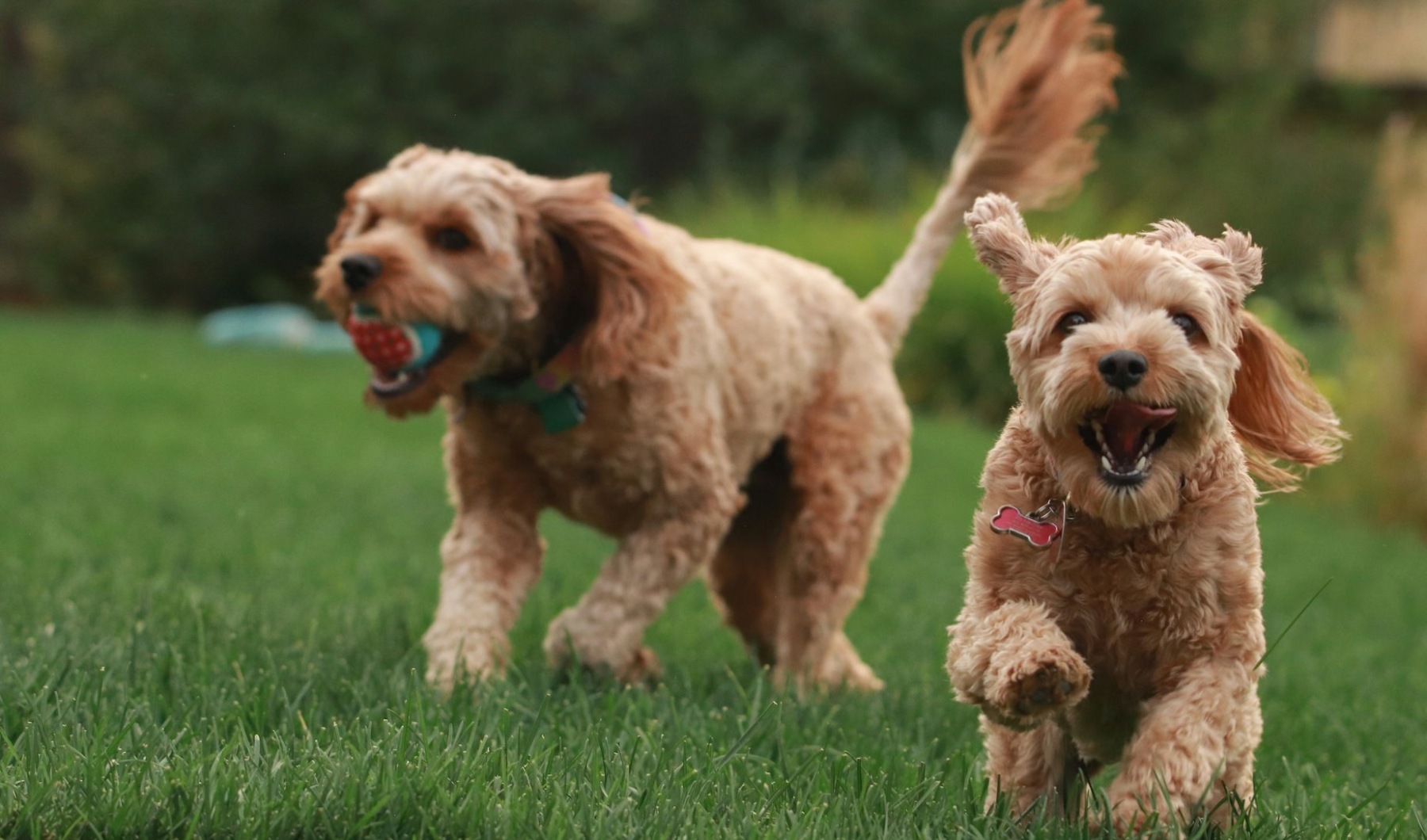 Paws & Exchange Pup Patio BRING YOUR PETS
