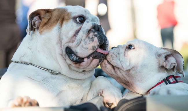All paws are welcome at The Exchange at Rock Hill Pet-friendly Homes